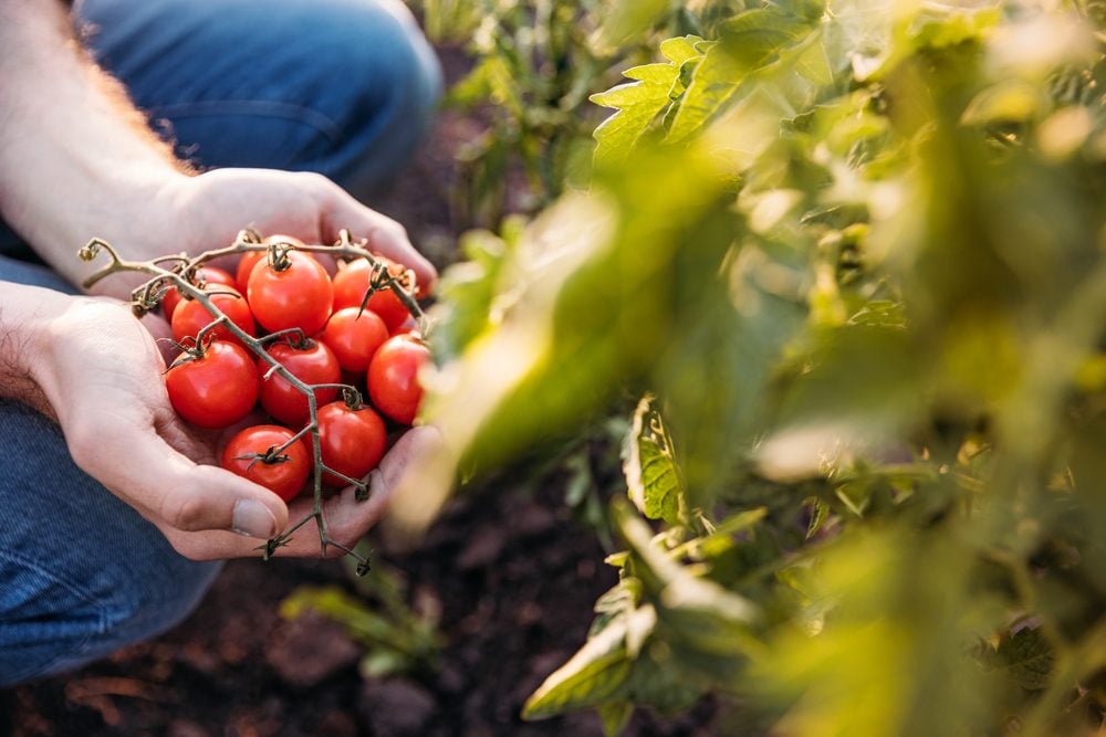 Farmer holding tomatoes | 51 Best Side Business Ideas in India for Extra Earnings